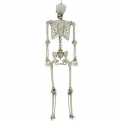 Life Size Poseable Skeleton Halloween Decoration Party Prop 152cm -Halloween Supply Store XS7424 3 opt